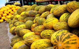 哈密瓜在哪里可以免费吃,寻味之旅，尽享甜蜜时光  第3张